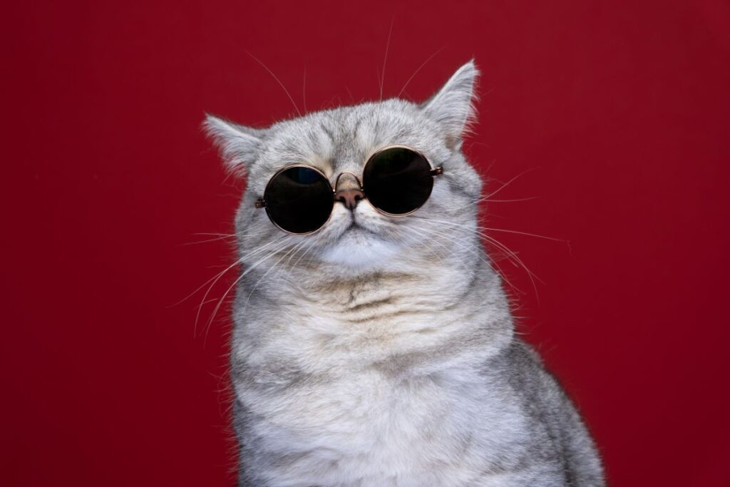 Why You Should Buy Your Sunglasses from an Optician